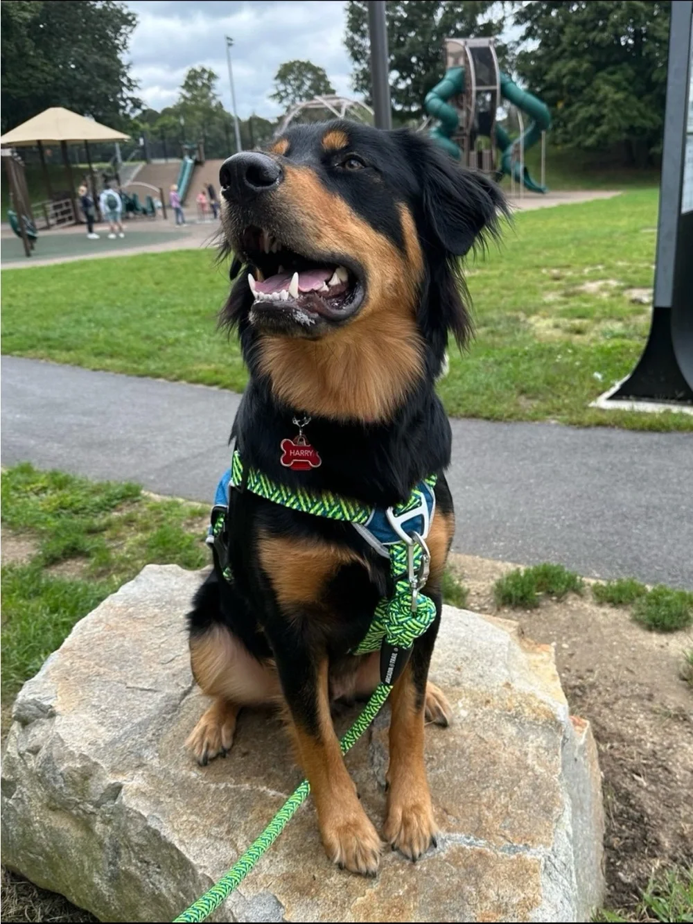 XL Arcadia Trail Harness and Waist Leash Matching Set